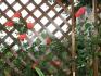Le rose
